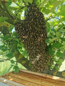 essaim d'abeilles
